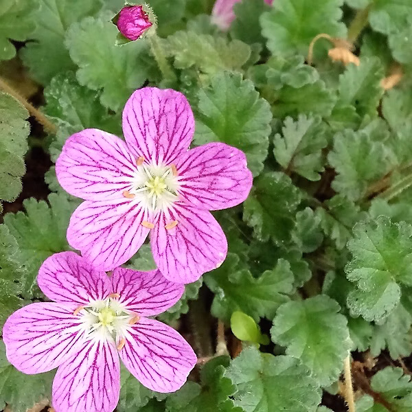 6 x Érodium 'Bishop's Form' | Erodium variabile 'Bishop's Form' – godet 9cm x 9cm