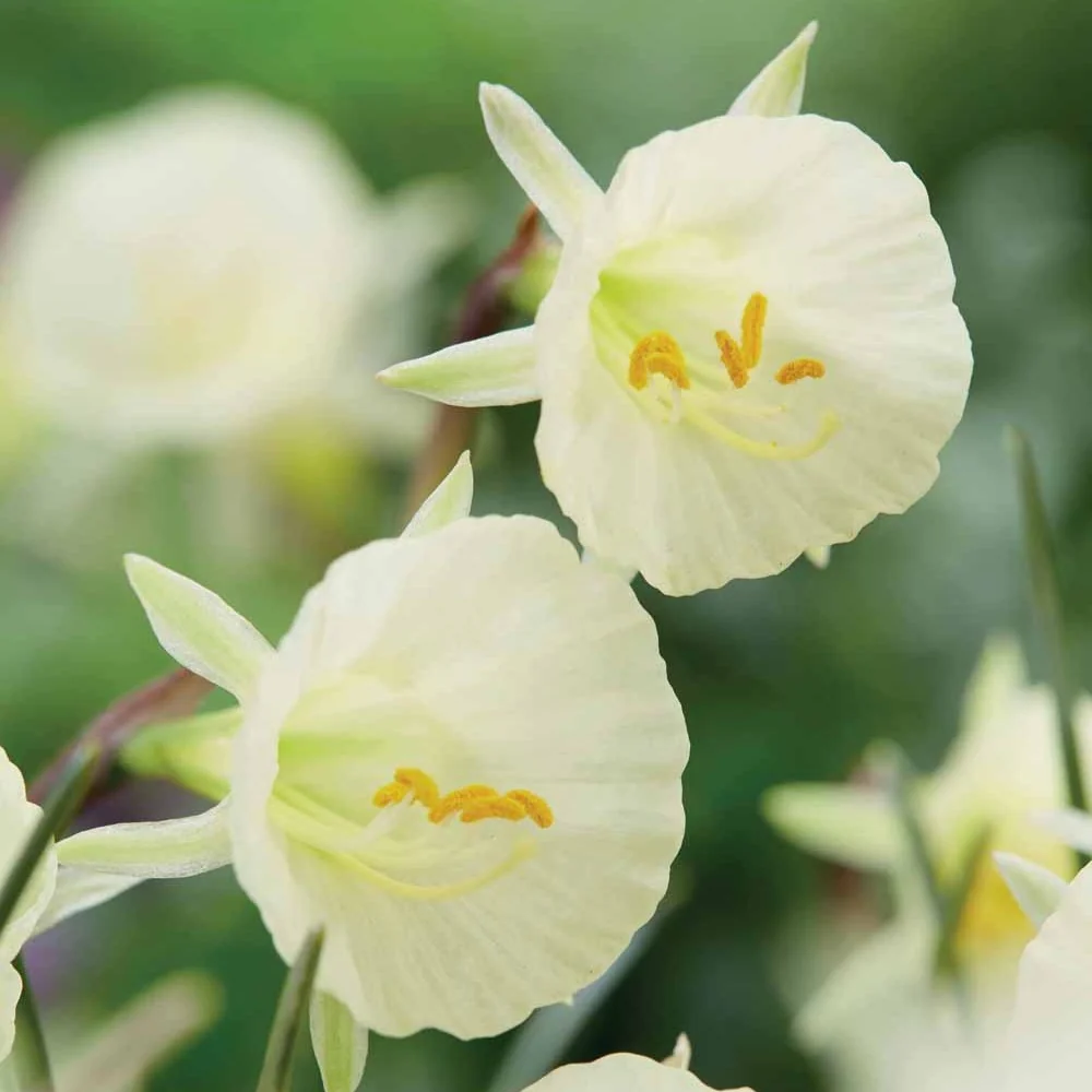 10 Narcisses Artic Bells Narcissus artic bells