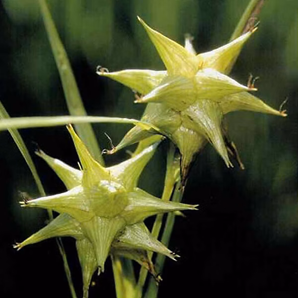 6 x Laîche massue | Carex Grayi – godet 9cm x 9cm