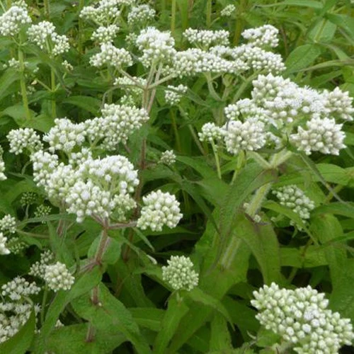 Eupatoire perfoliée Eupatorium perfoliatum
