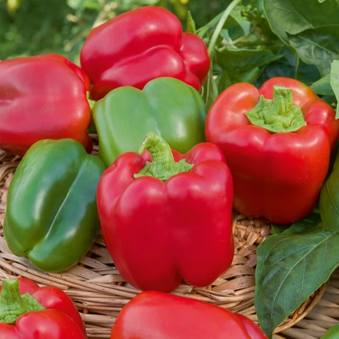 Poivron California Wonder Capsicum annuum California Wonder