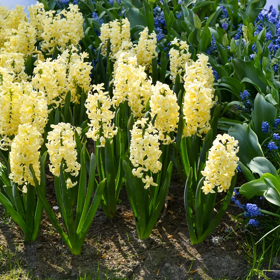 6 Jacinthes City of Haarlem jaune Hyacintus orientalis city of haarlem