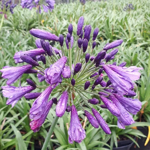 Agapanthus X Poppin Purple en pot de 4 L violet
