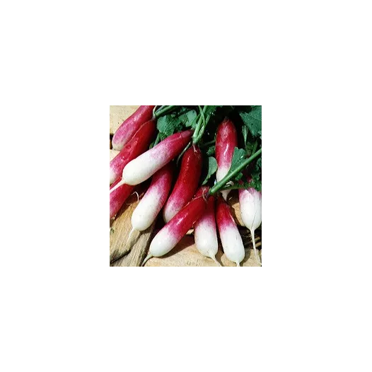 Graines bio de Radis French Breakfast 2