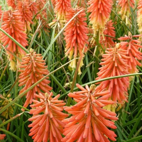 Tritoma Redhot Popsicle Kniphofia redhot popsicle ( popsicle series )