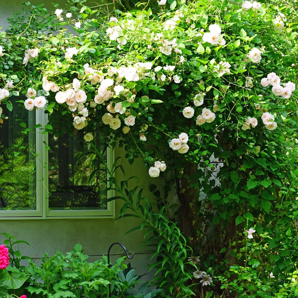 Rosier grimpant New Dawn Rosa new dawn