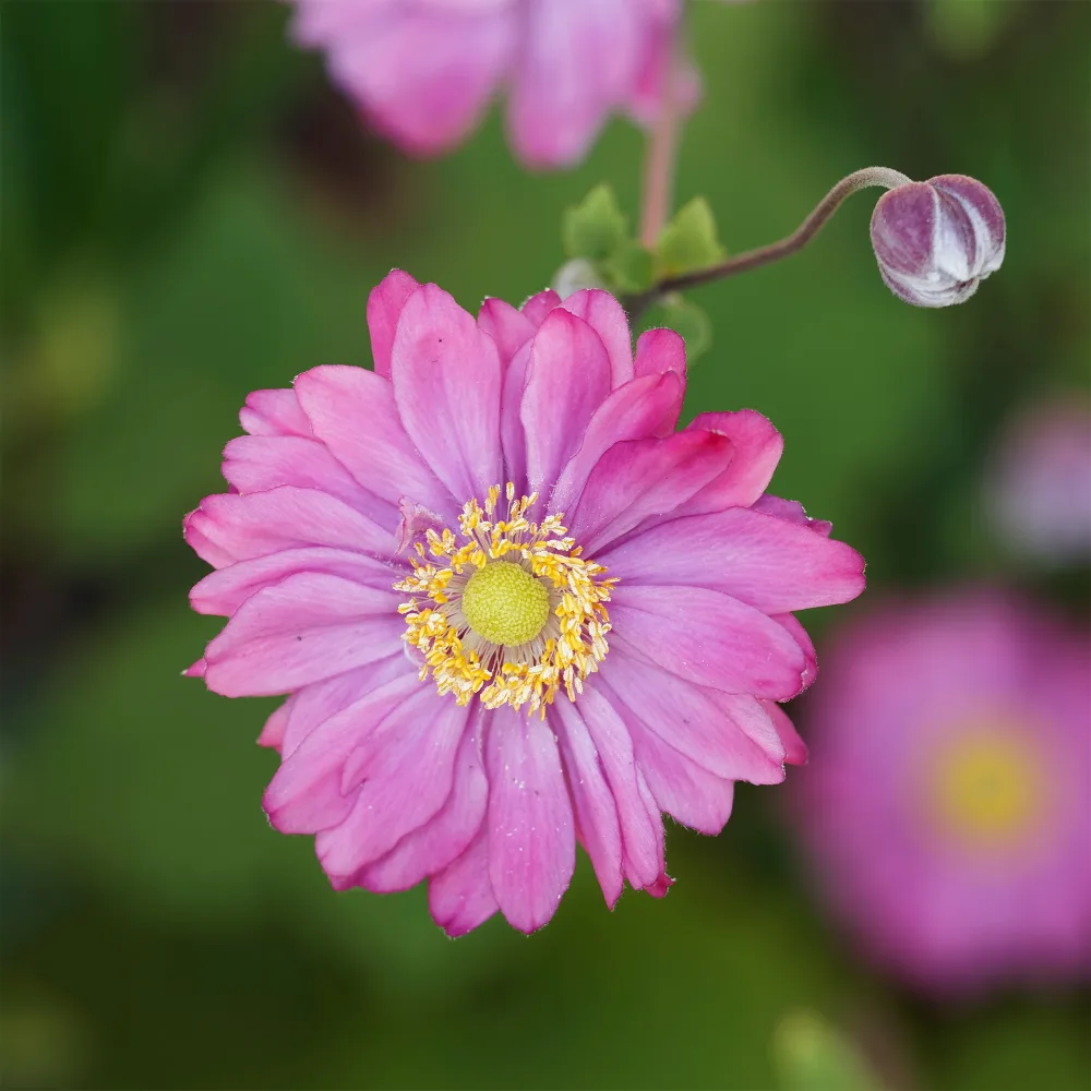 Anémone du Japon Pamina Anemone hybrida 'pamina'