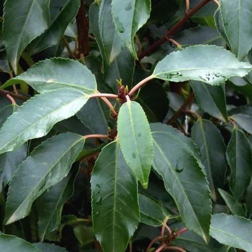 Prunus Lusitanica 125/150 cm en pot de 25 L