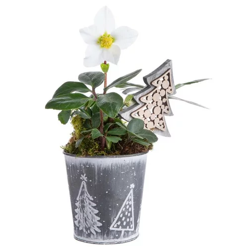 Composition de Noël hellebore multicolore pot en zinc sapins gris