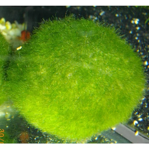 Boule de Cladophora