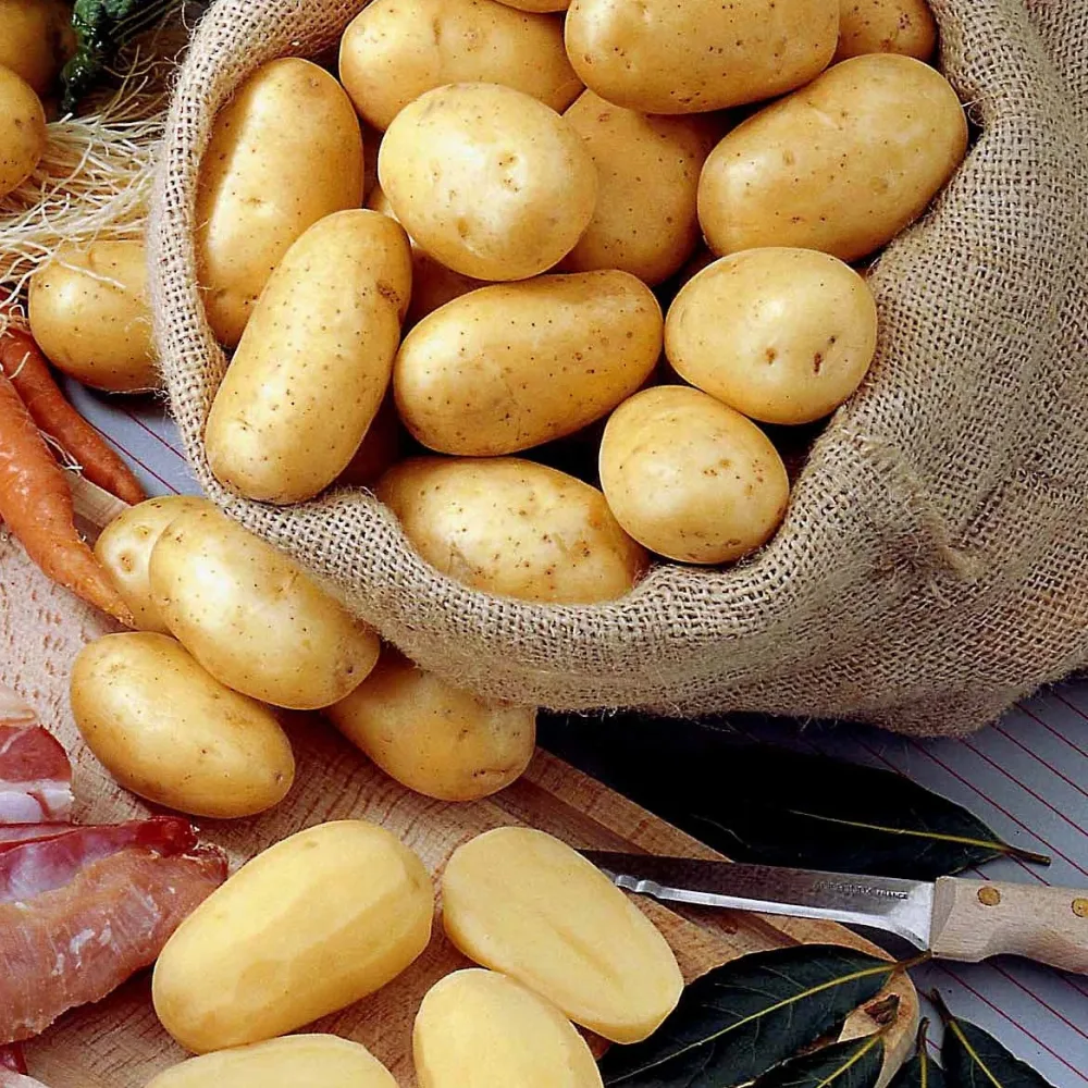 25 Pommes de terre Bernadette Bio Solanum tuberosum bernadette