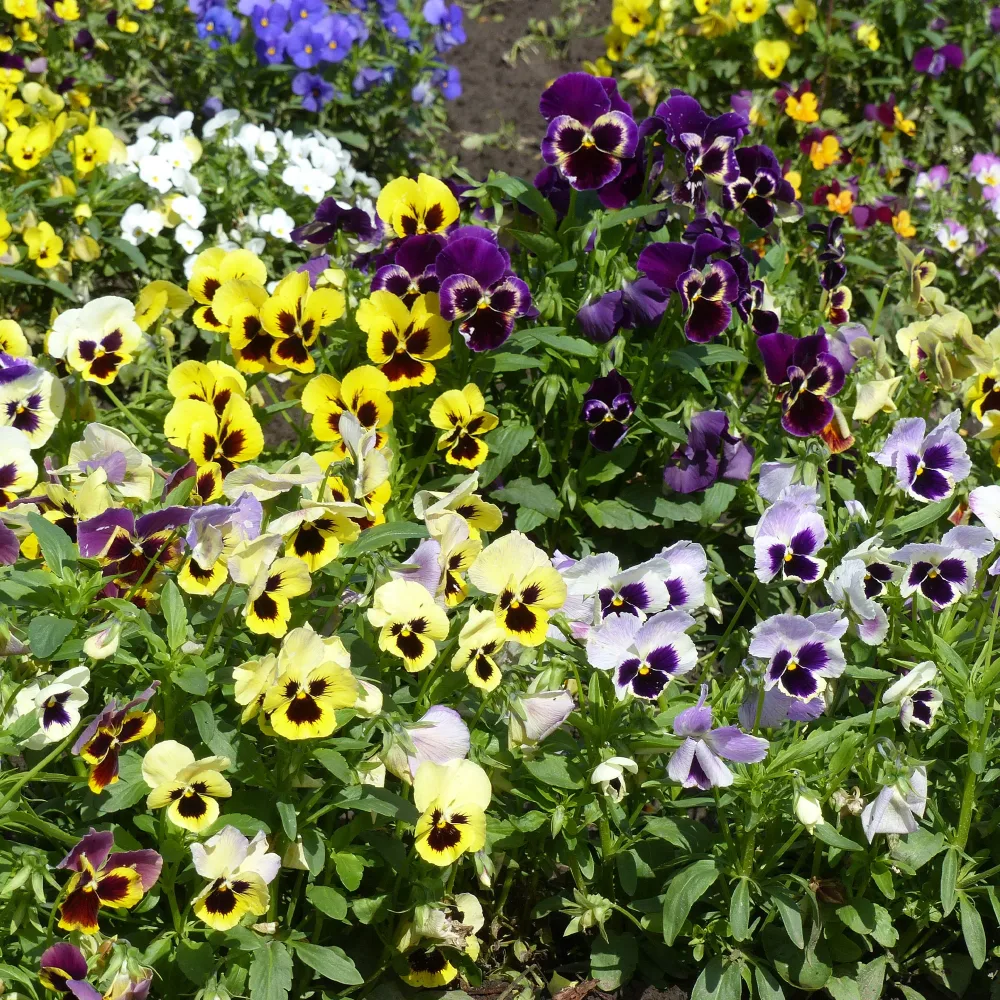 Graines de Pensées Géantes de Suisse en mélange Viola wittrockiana