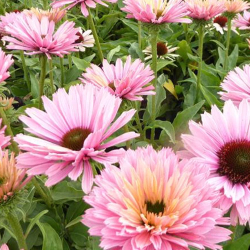 Echinacée pourpre Sunseekers Salmon Echinacea purpurea ifecsssal sunseekers salmon