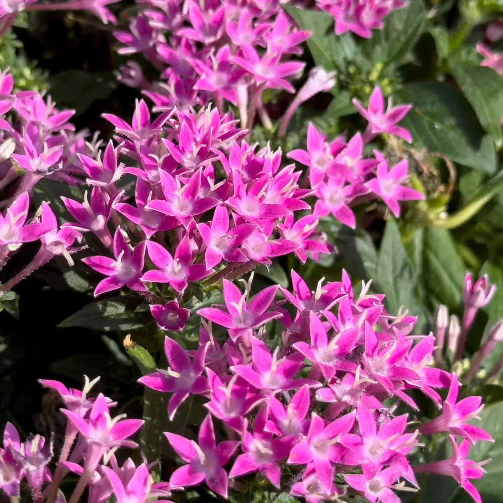 Pentas rose Pentas rose