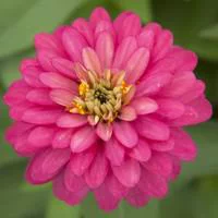 Zinnia à grandes fleurs - Le pot de 2,5 litres