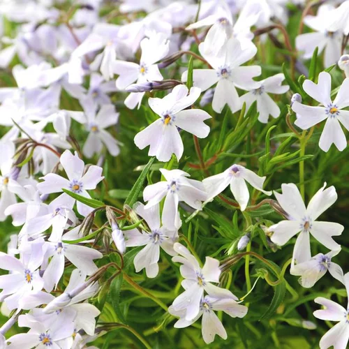 Phlox nain amazing grace blanc en pot de 2 L