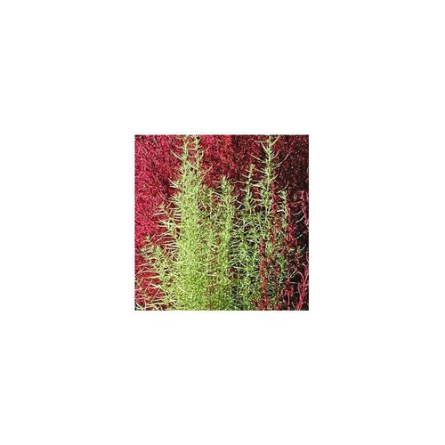 Kochia - Le pot de 1 litre