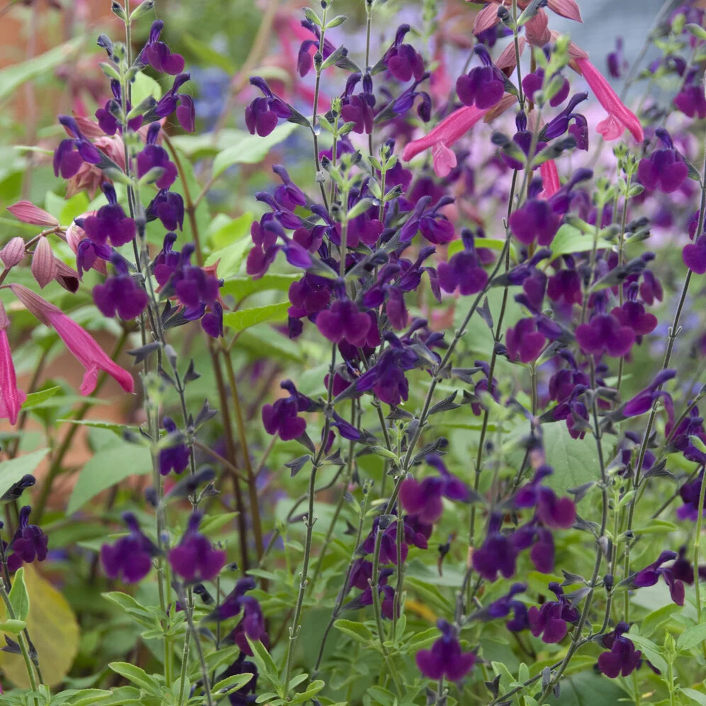 Sauge papillon de nuit Salvia Nachtvlinder