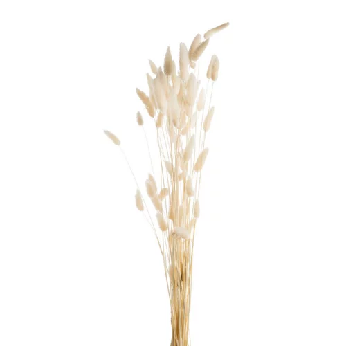 Fleurs séchées coloris blanc lagure
