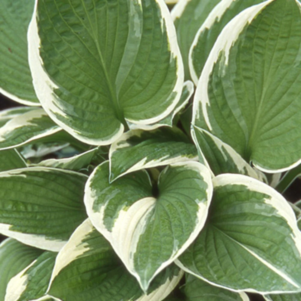 Hosta Francee Hosta fortunei Francee