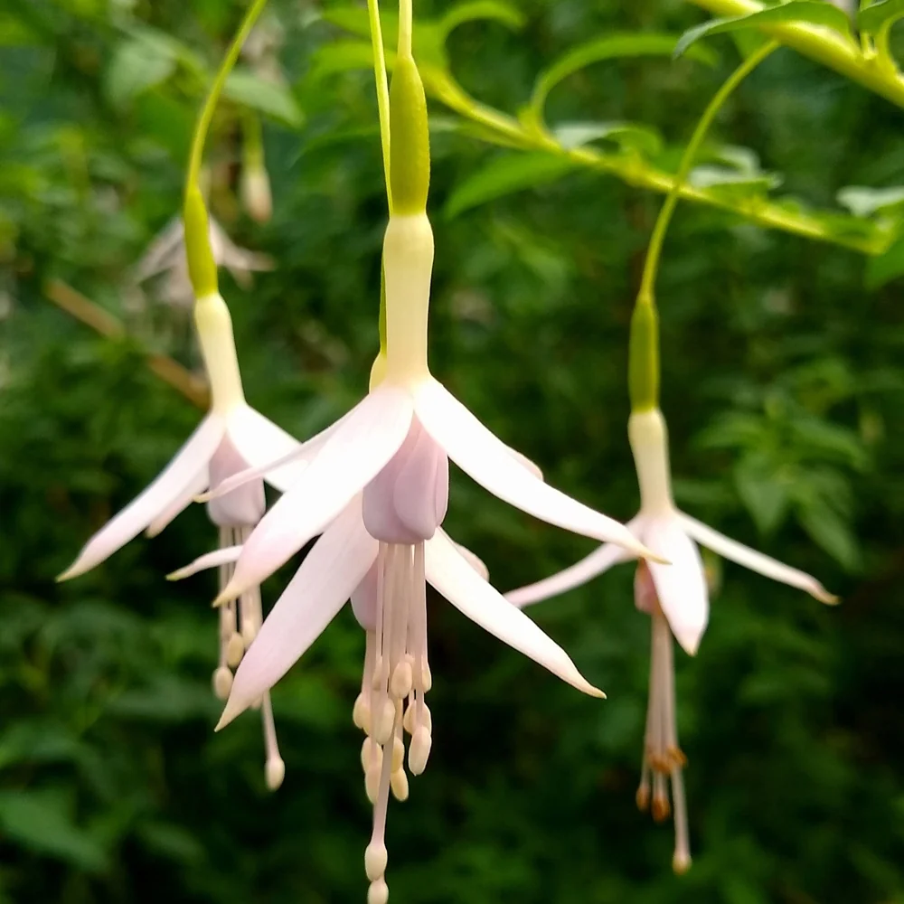 Fuchsia de Magellan Sharpitor Fuchsia magellanica sharpitor