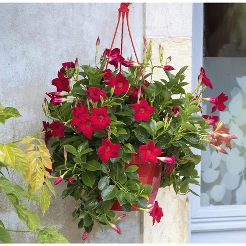 Dipladénia buisson coloris variés. La suspension de 23/25 cm