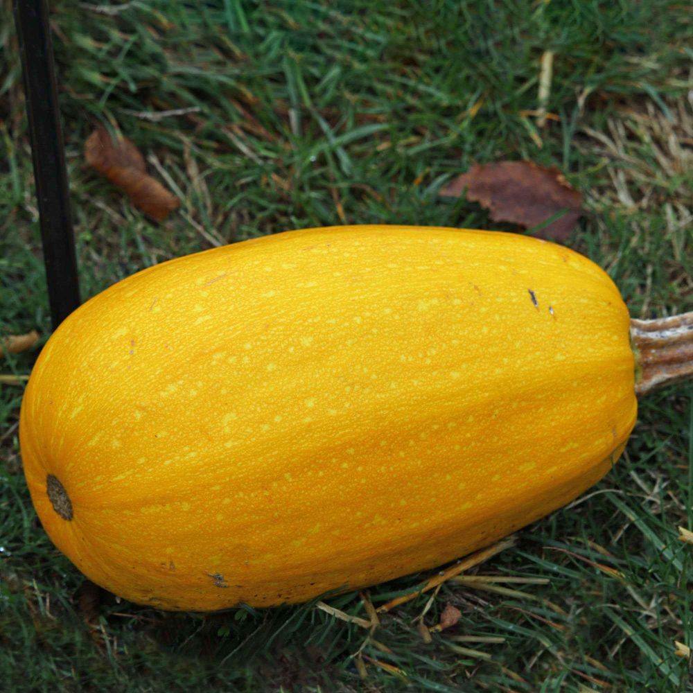 Courgette Spaghetti végétal Cucurbita pepo spaghetti végétal