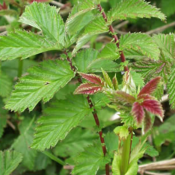 6 x Reine des près – Filipendula ulmaria, godet 9cm x 9cm