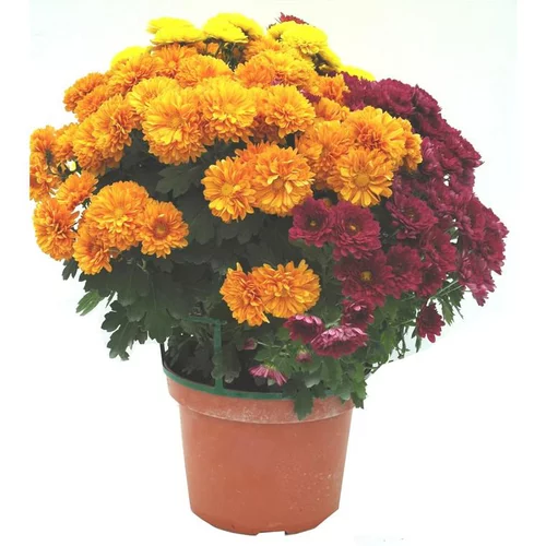 Chrysanthème multifleurs - Le pot de 24 x 24 cm