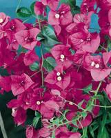 Bougainvillée variée (Bougainvillea). Le pot de 3 litres