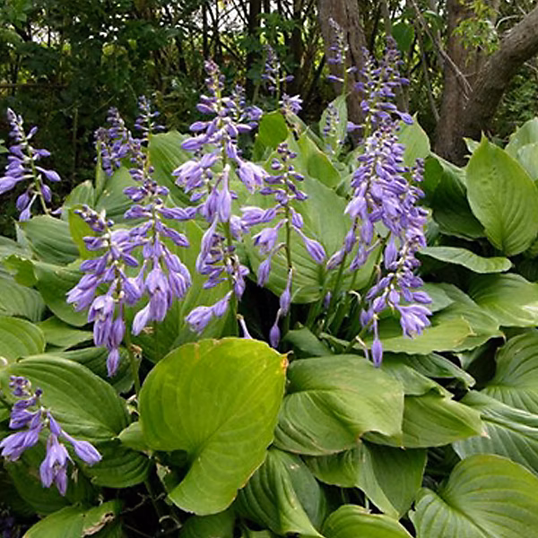 6 x Hosta ventricosa – godet 9cm x 9cm