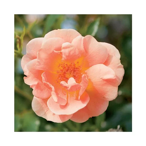 Rosier Calizia – Pot bleu de 5L
