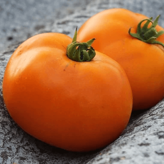 Tomate Valencia | Semences bio et reproductibles
