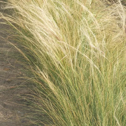 Stipa Ten - Ponytails - Le pot de 3 litres