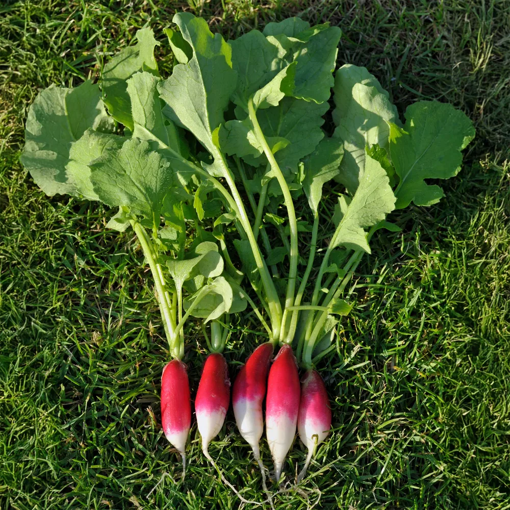 Radis French Breakfast Bio Raphanus sativus French Breakfast
