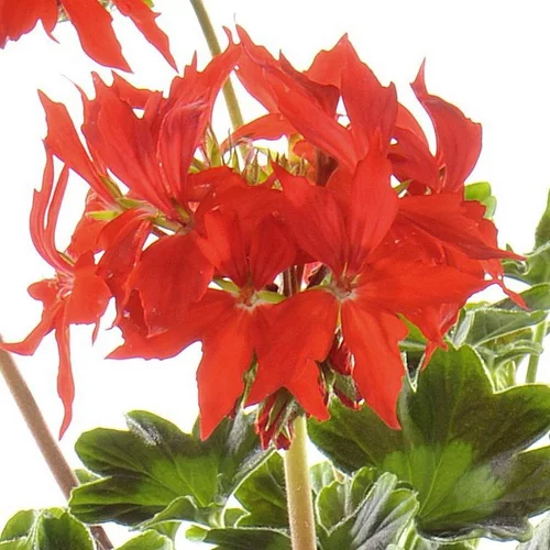 Géranium Zonal à fleurs étoilées multicolores - Le pot de 1 litre