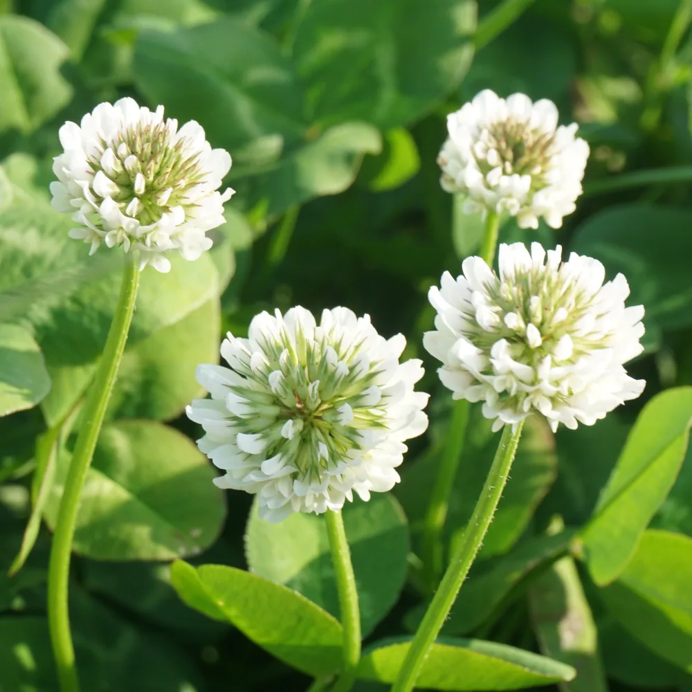 Trèfle blanc nain Trifolium repens