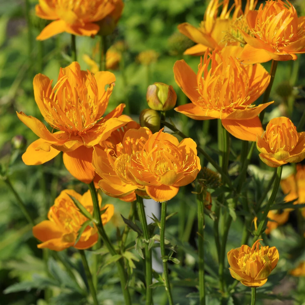 Trolle de Chine Golden Queen Trollius chinensis Golden Queen