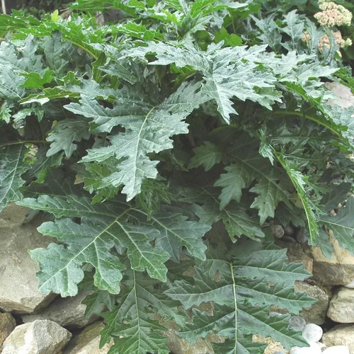 Acanthe à feuilles molles (Acanthus mollis) blanc et vert - Le pot de 9 x 9 cm