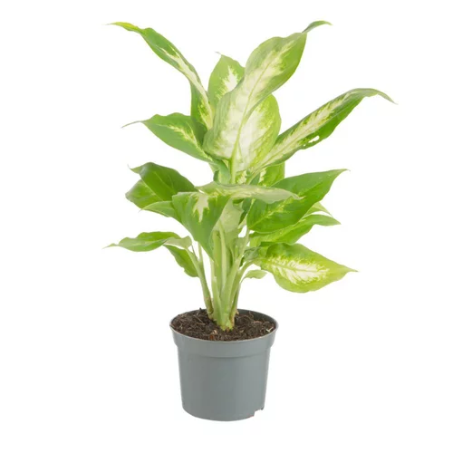 Plante verte. Le pot de ø 8,5 cm