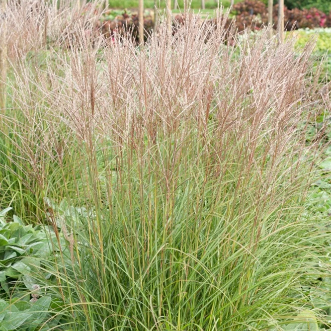 Eulalie Yaku Jima Miscanthus sinensis Yaku Jima