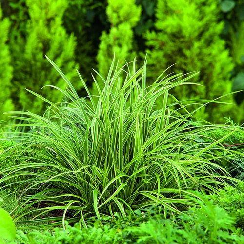 Carex Morrowii Ice Dance vert botanic®. Le pot de 1 litre