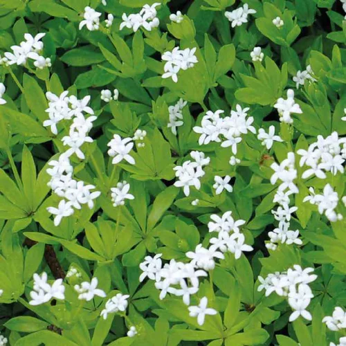 Galium Odoratum - Le pot de 9 x 9 cm
