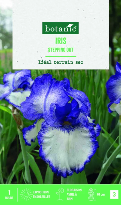Bulbe de fleurs Iris Germanica Stepping out botanic® - 1 bulbe