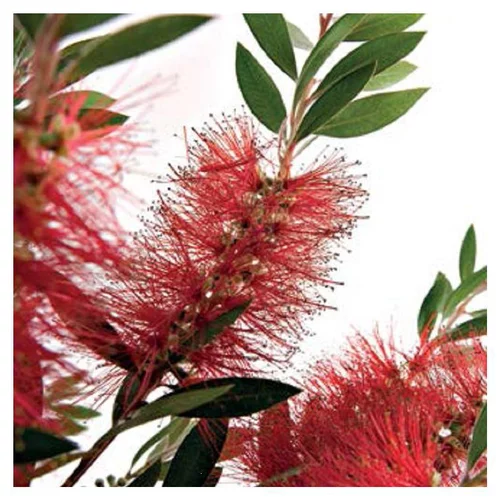 Callistemon Laevis en pot de 5 litres