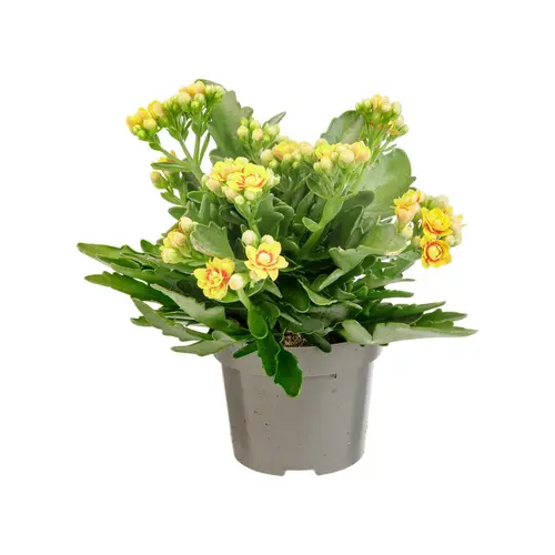 Kalanchoé Lausanne. Le pot de Ø 12 cm