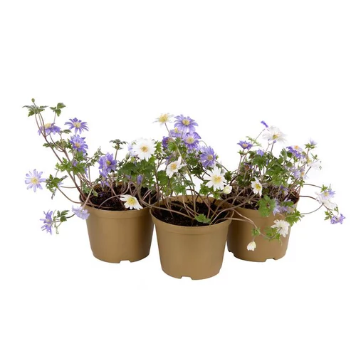 Anémone Blanda bleue. Le pot de 1 litre