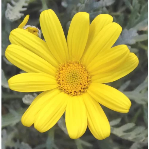 Euryops ou Marguerite de la savane à fleurs jaunes - La barquette de 6 plants