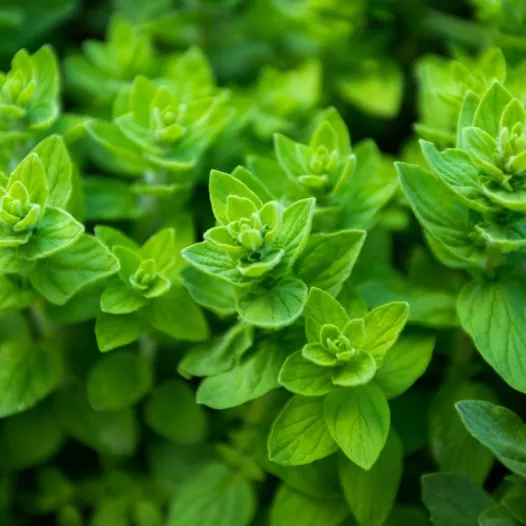 Graines d'origan bio | Graines aromatiques
