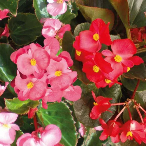 Begonia Big Feuilles Vertes Fleurs Rouges. Le pot de 1 litre